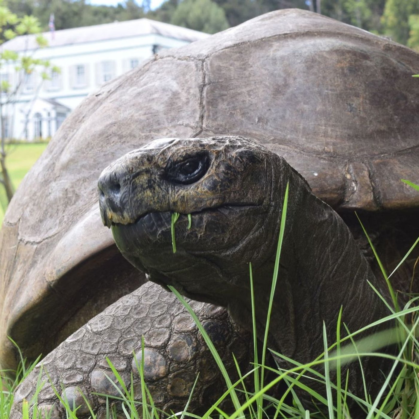 Weird Fix 21: World’s Oldest Tortoise Death Hoax, Ghostly Experiments & A Pope Fact